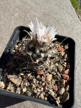 Preview: Turbinicarpus frailensis